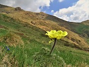 14  Pulsatilla alpina sulphurea (Anemone sulfureo)